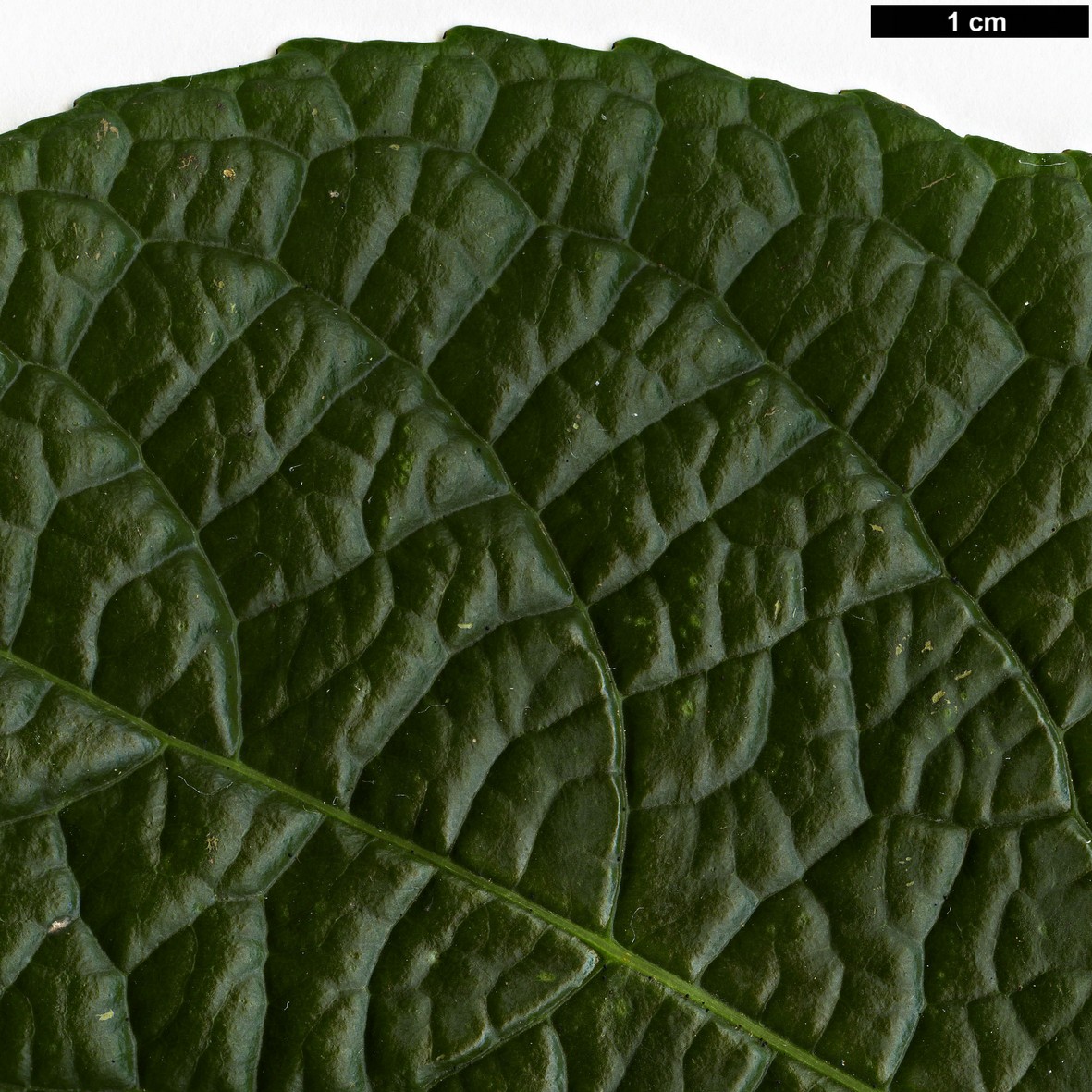 High resolution image: Family: Celastraceae - Genus: Celastrus - Taxon: glaucophyllus - SpeciesSub: var. rugosus